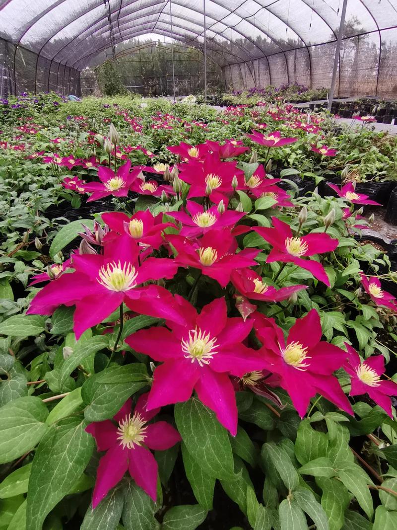 哪些铁线莲品种开花量最多？-图2