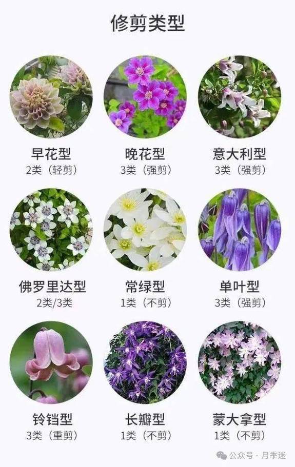 哪些铁线莲品种开花量最多？-图3