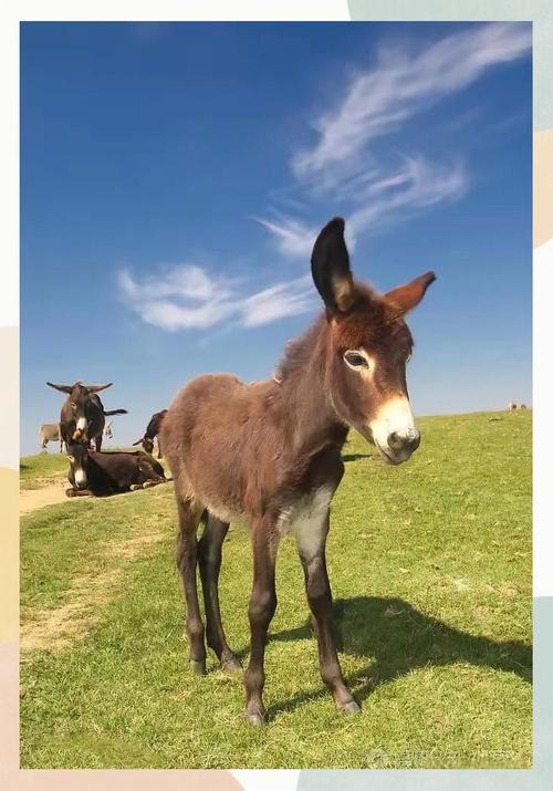 湖北驴的品种有哪些?-图1 湖北驴的品种有哪些?-图1