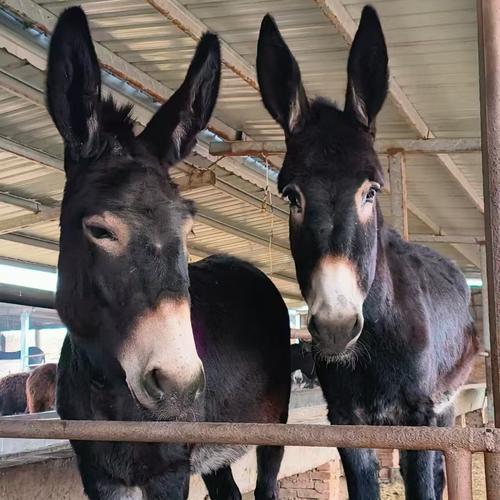 湖北驴的品种有哪些?-图3 湖北驴的品种有哪些?-图3