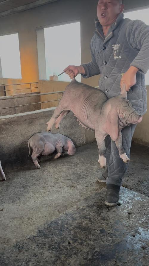 母猪养殖技术视频，新手能学会吗？-图2