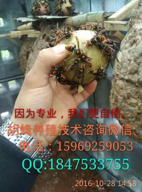 购买胡蜂养殖技术光盘-图3