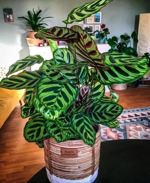 竹芋品种多，养植难度如何区分？-图1