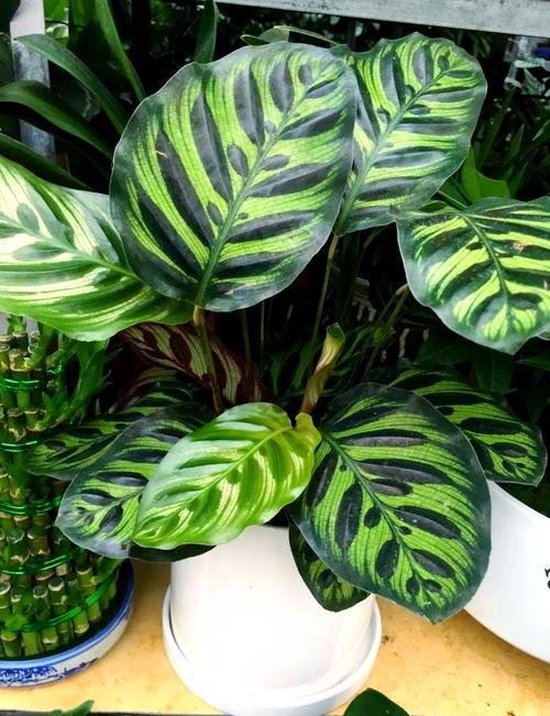 竹芋品种多，养植难度如何区分？-图2