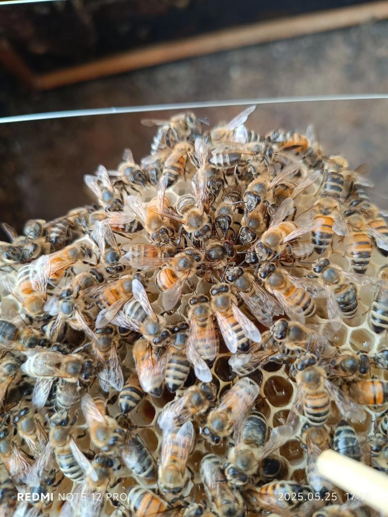 意蜂什么杂交品种好?-图2 意蜂什么杂交品种好?-图2