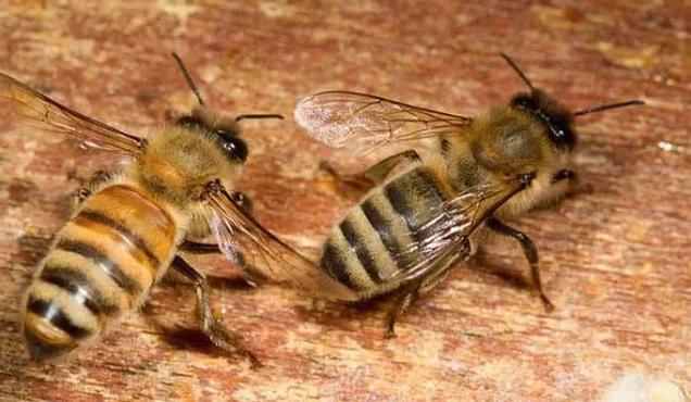 意蜂什么杂交品种好?-图1 意蜂什么杂交品种好?-图1