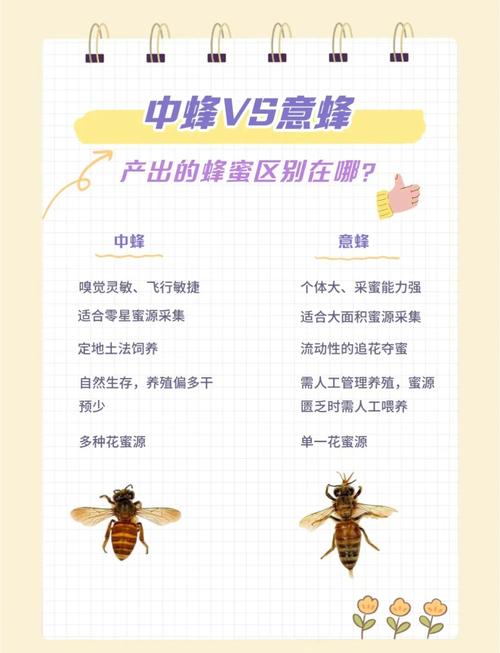 意蜂什么杂交品种好?-图3 意蜂什么杂交品种好?-图3