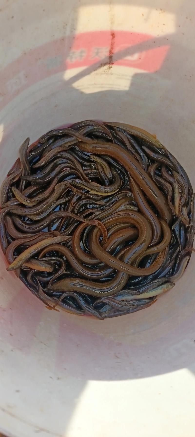 湖北2025泥鳅价格会涨还是跌？-图1