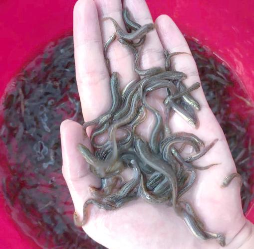 湖北2025泥鳅价格会涨还是跌？-图2