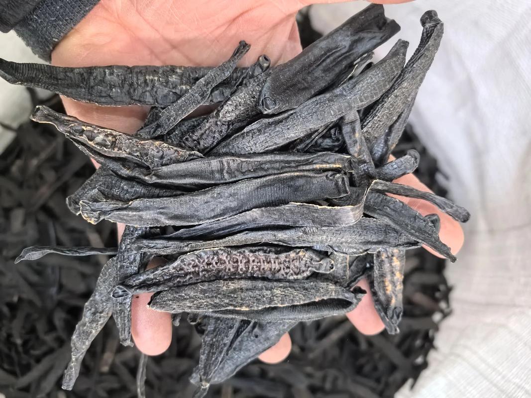 2025水蛭种苗价格会涨还是跌?-图2 2025水蛭种苗价格会涨还是跌?-图2