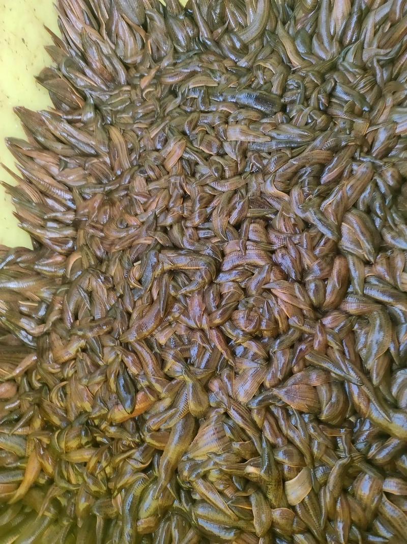 2025水蛭种苗价格会涨还是跌?-图3 2025水蛭种苗价格会涨还是跌?-图3