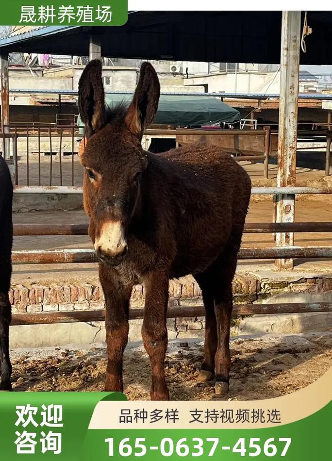 2025辽宁毛驴价格会涨还是跌？-图1