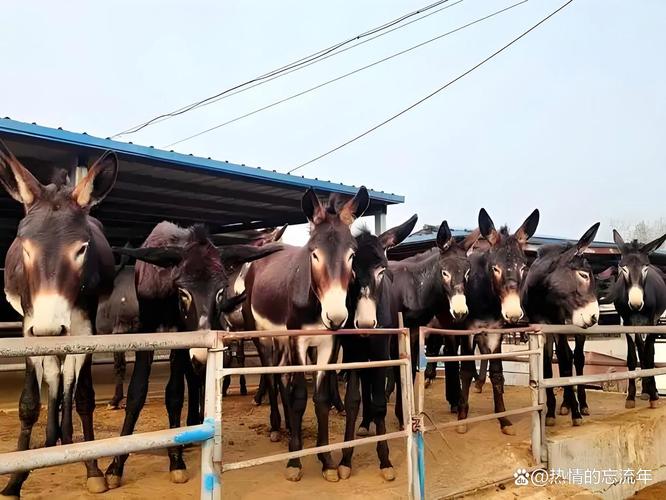 2025辽宁毛驴价格会涨还是跌？-图2