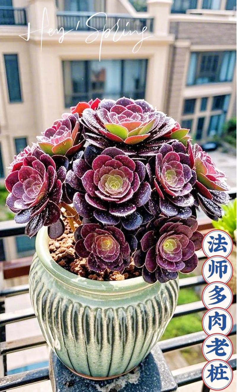 哪种多肉法师品种最好养？-图2