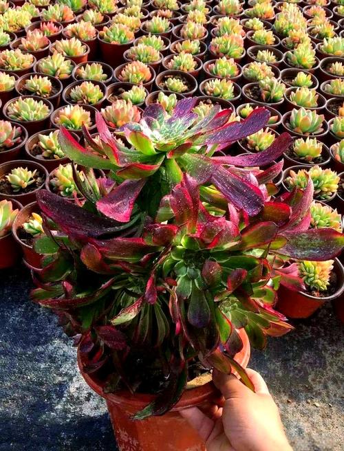 哪种多肉法师品种最好养？-图3