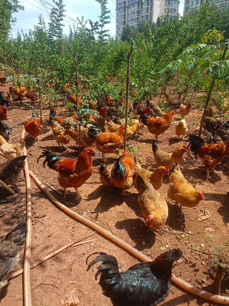 放养土鸡养殖技术视频有哪些要点？-图1