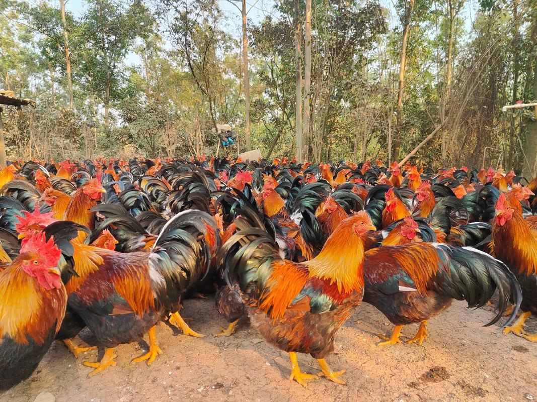 放养土鸡养殖技术视频有哪些要点？-图2