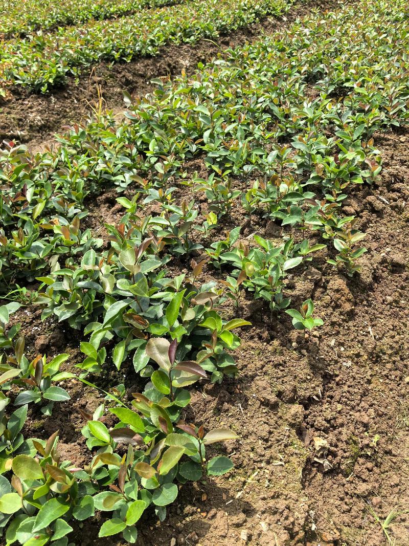 茶油树苗怎么种植技术-图1