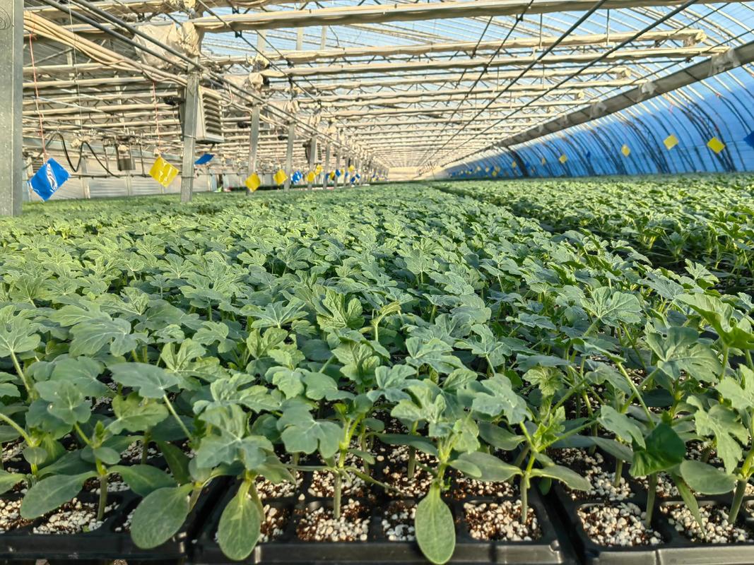 大棚西瓜育苗技术视频怎么学？-图1