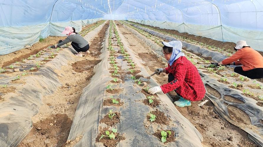 大棚西瓜育苗技术视频怎么学？-图2