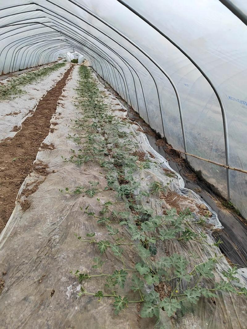 大棚西瓜育苗技术视频怎么学？-图3