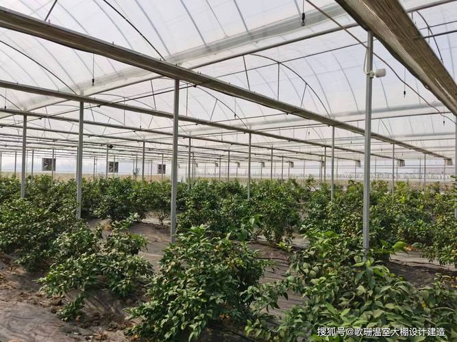 大棚柑橘怎么种？视频教你关键技术！-图1