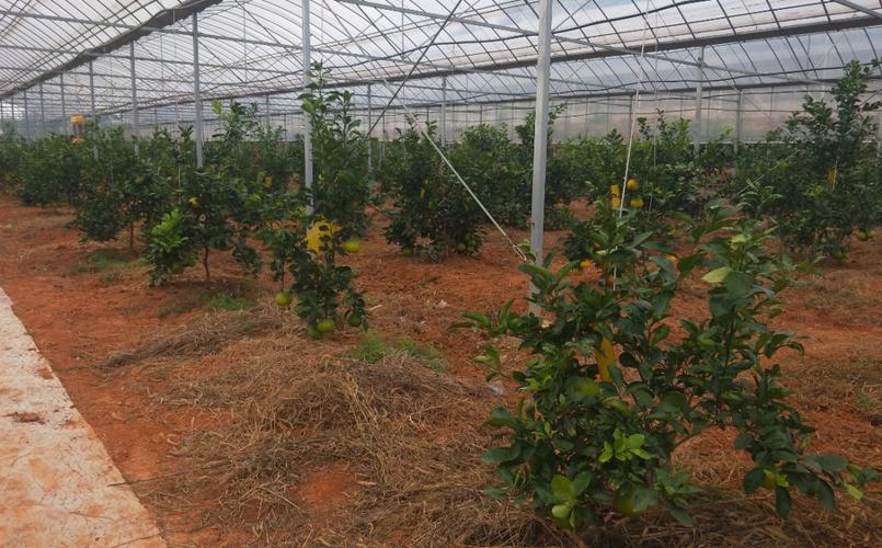 大棚柑橘怎么种？视频教你关键技术！-图2