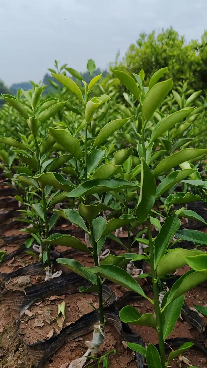 大棚柑橘怎么种？视频教你关键技术！-图3