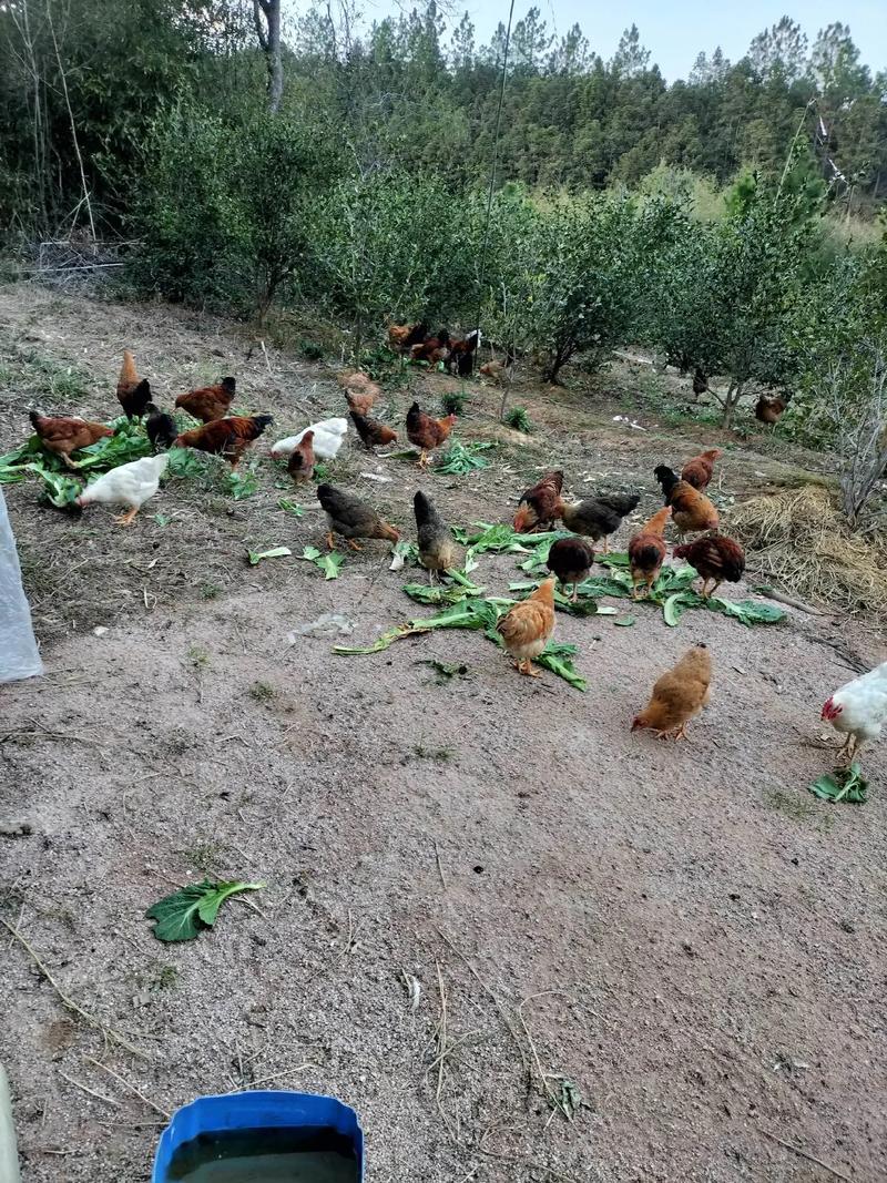 山林放养土鸡，技术要点有哪些？-图2