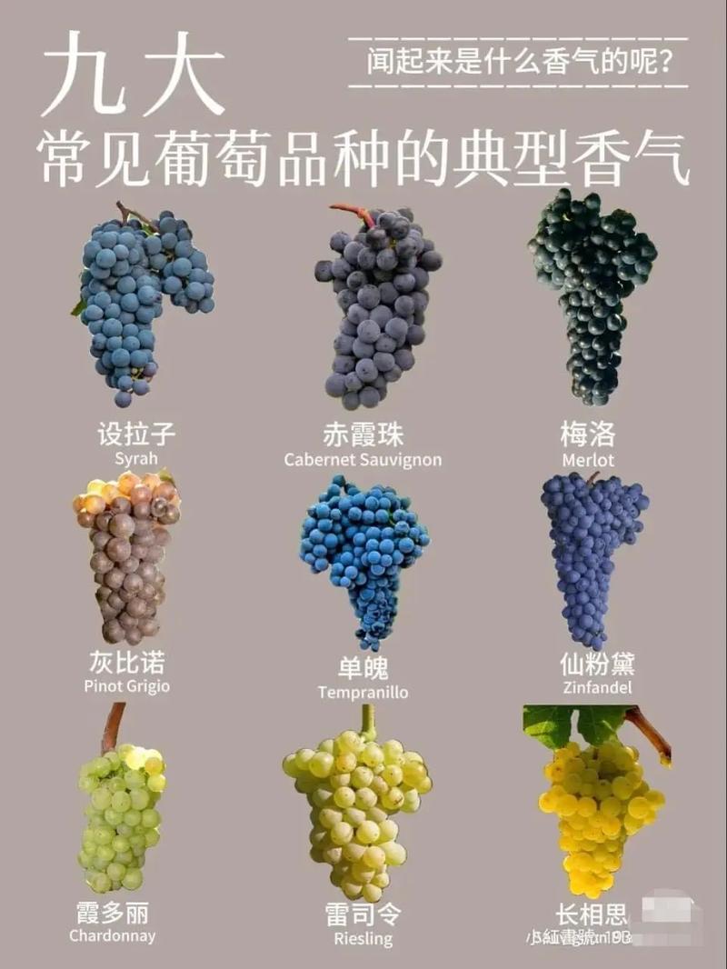 葡萄嫁接，哪个品种成活率最高？-图2