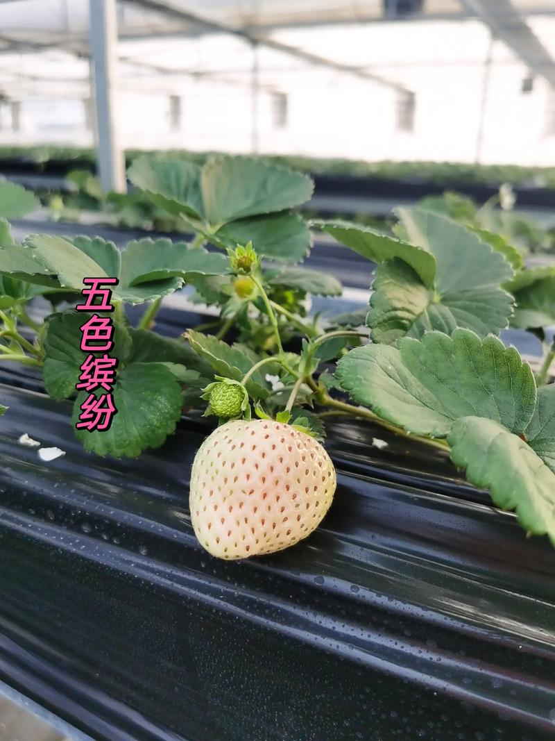 草莓品种怎么选？高产优质看哪些？-图2