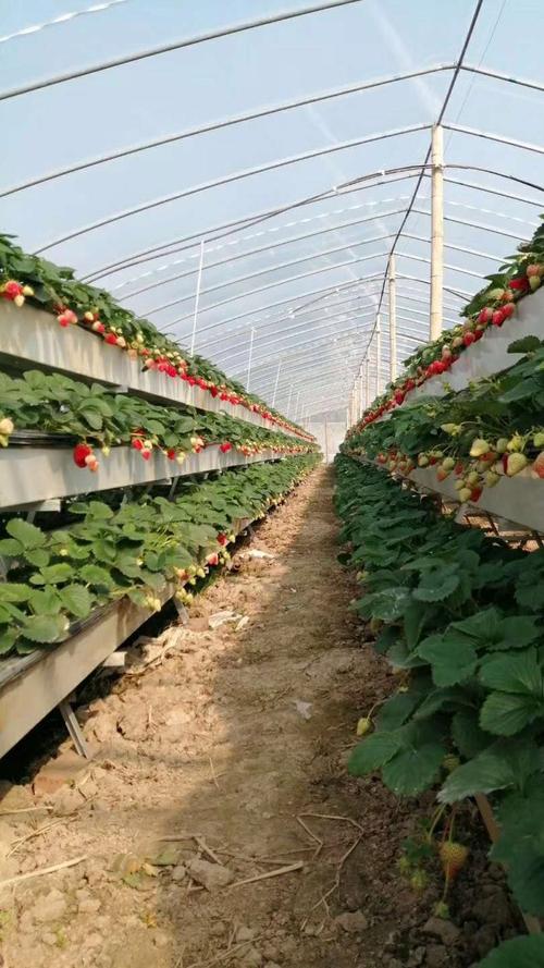 草莓品种怎么选？高产优质看哪些？-图3