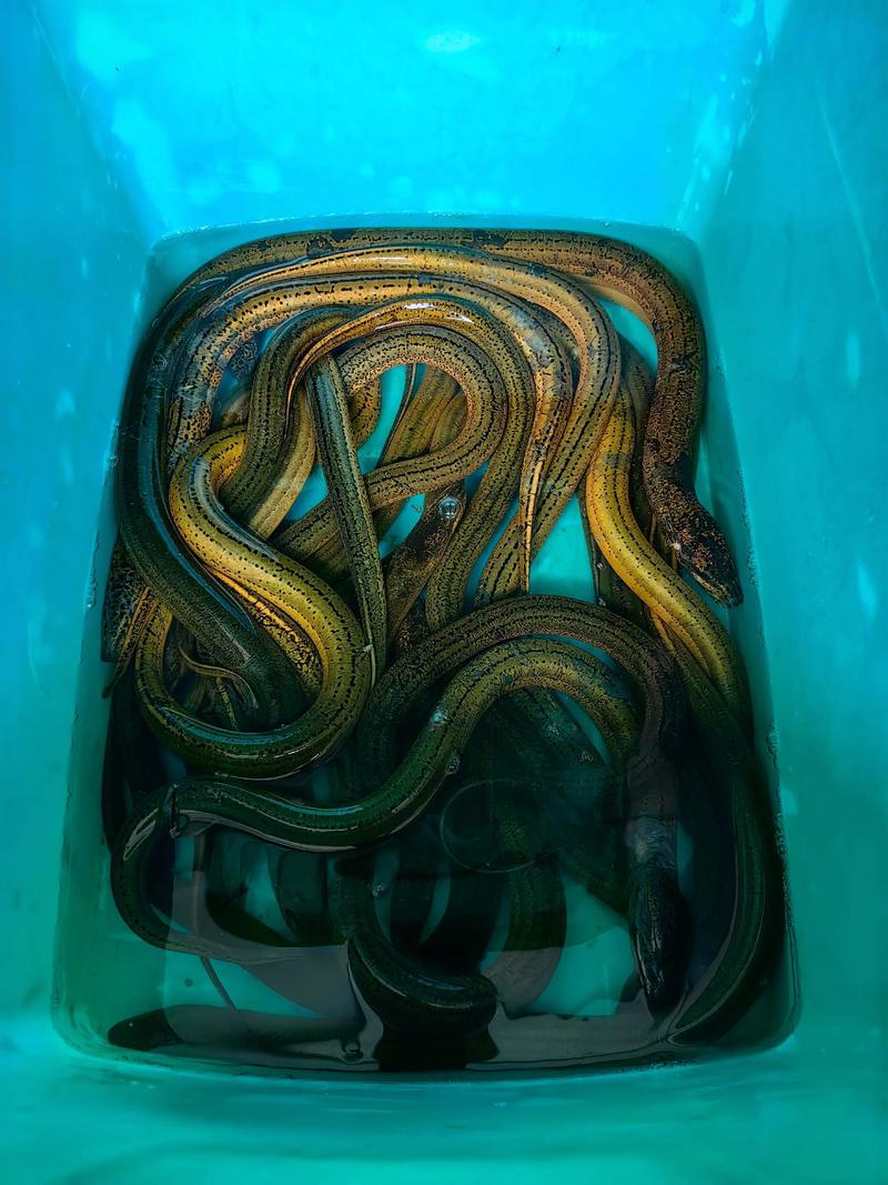 2025年黄鳝价格会涨还是跌？-图1