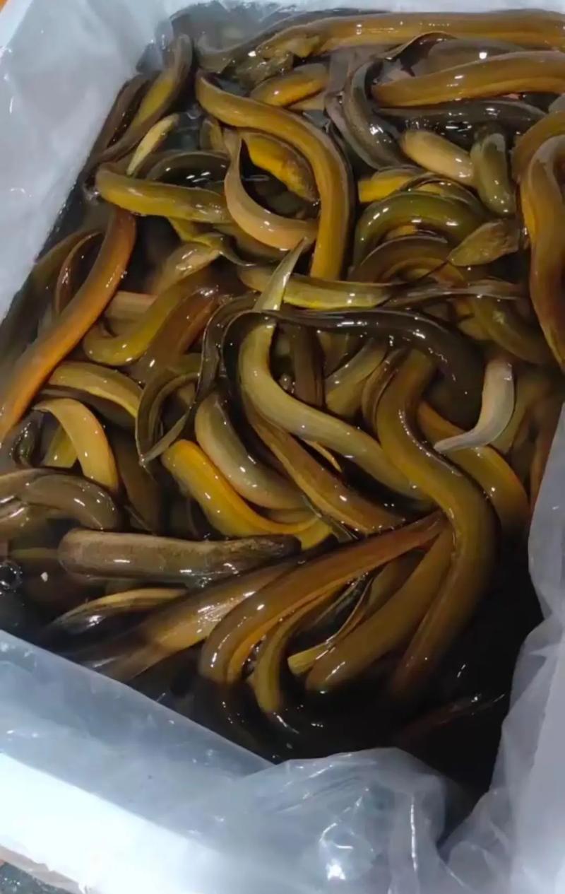 2025年黄鳝价格会涨还是跌？-图2