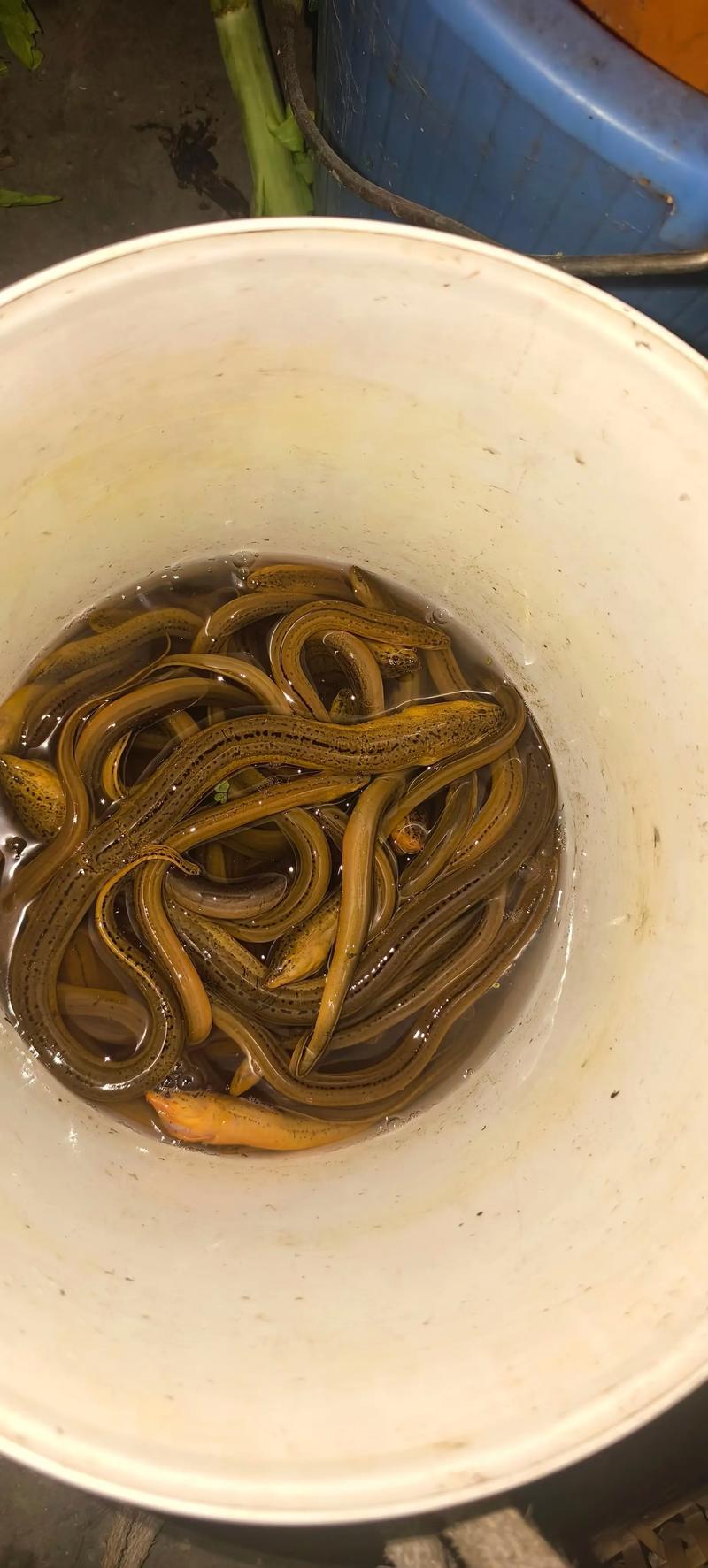 2025年黄鳝价格会涨还是跌？-图3