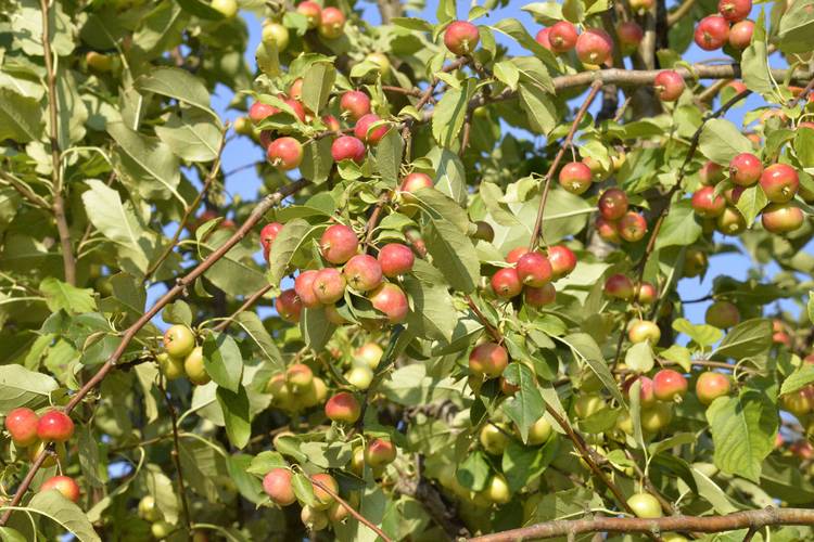 山东海棠有哪些常见品种？-图1