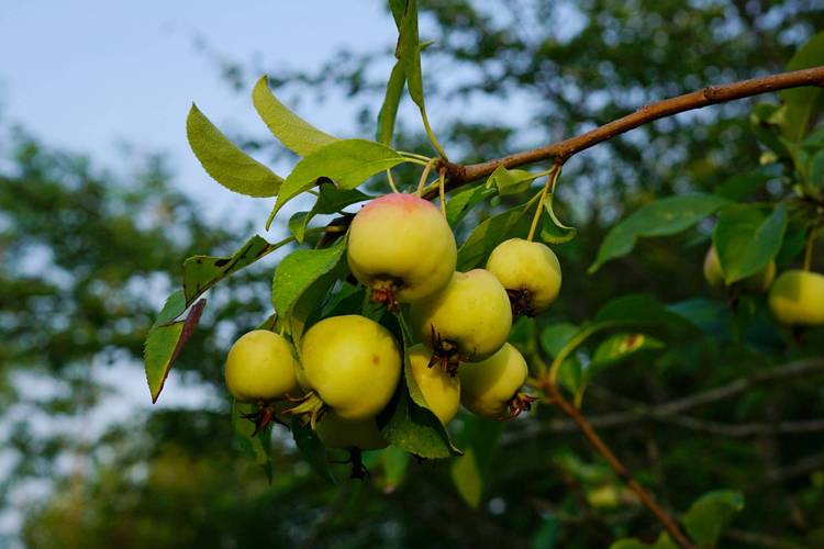 山东海棠有哪些常见品种？-图3