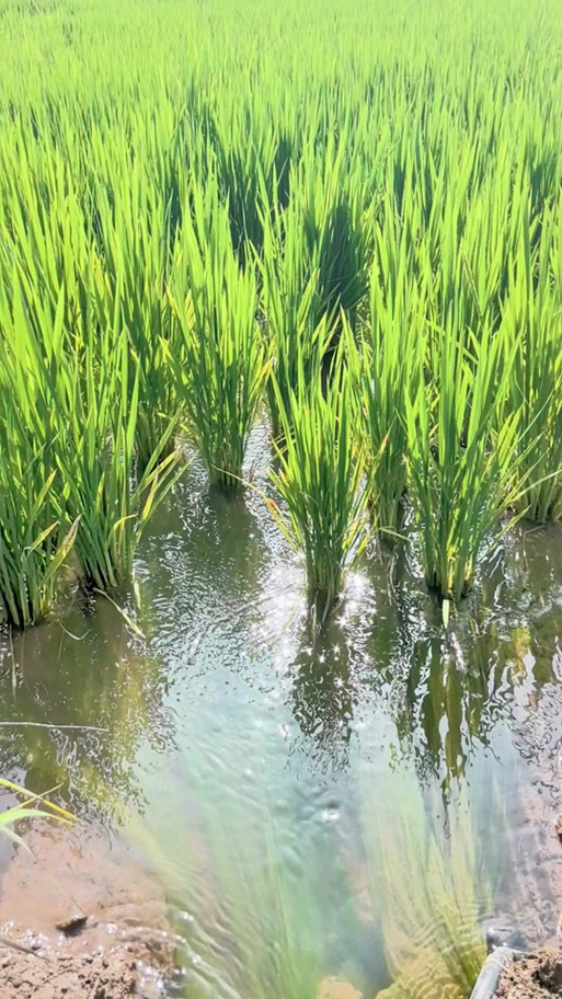 稻田螃蟹养殖技术视频-图1