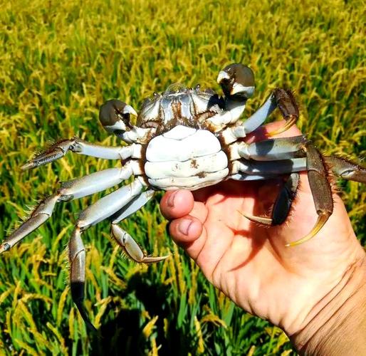 稻田螃蟹养殖技术视频-图2