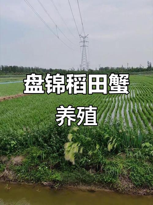 稻田螃蟹养殖技术视频-图3