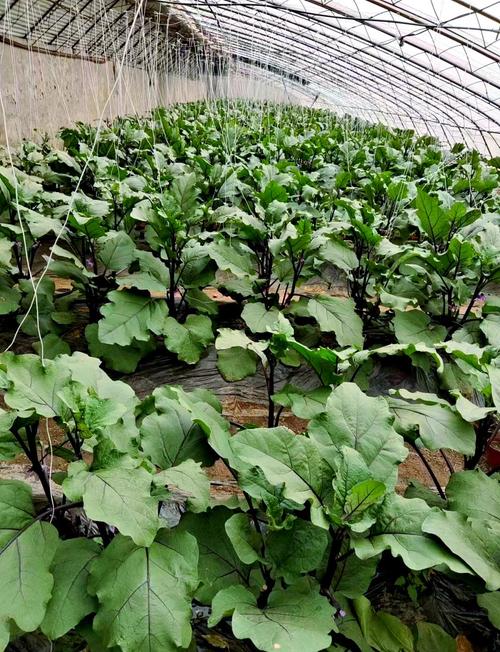 冬季大棚茄子咋管理?-图1 冬季大棚茄子咋管理?-图1