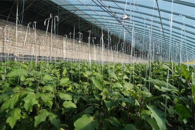 冬季大棚茄子咋管理?-图2 冬季大棚茄子咋管理?-图2