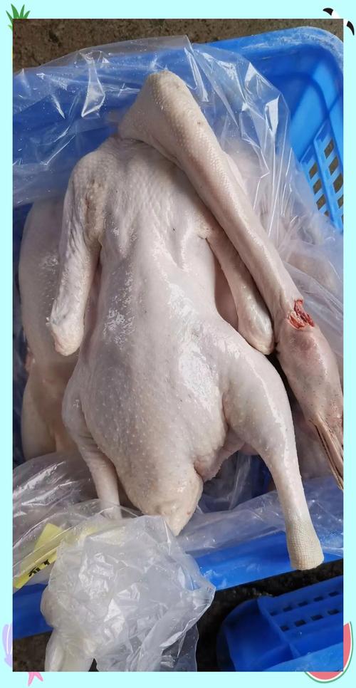 广东常见肉鹅品种有哪些？-图1