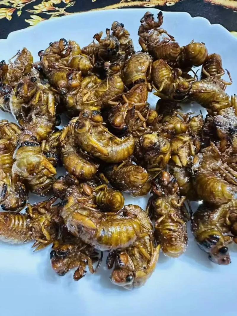 青岛金蝉价格2025-图1 青岛金蝉价格2025-图1