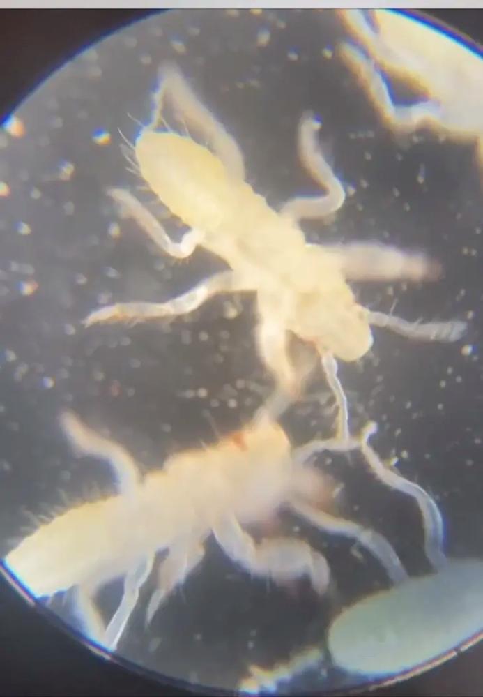 青岛金蝉价格2025-图2