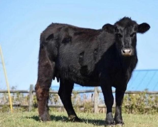 黑色和牛是牛的品种吗？-图1