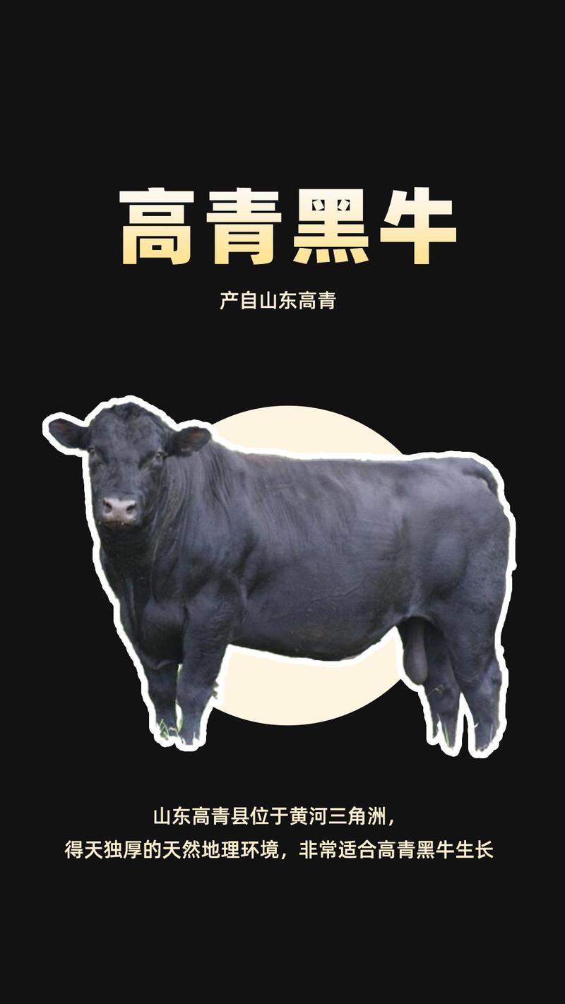 黑色和牛是牛的品种吗？-图2