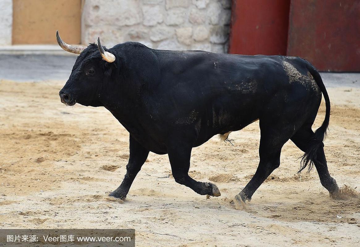 黑色和牛是牛的品种吗？-图3