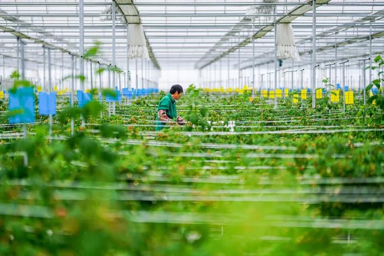 树莓大棚种植技术视频有哪些要点？-图1