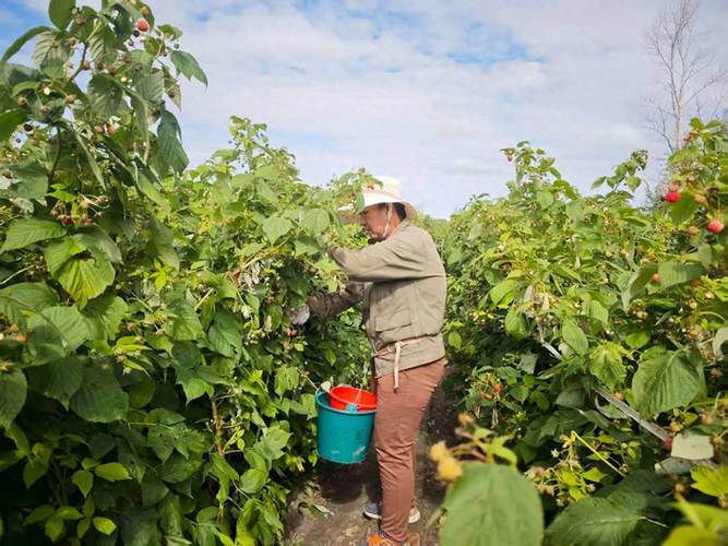 树莓大棚种植技术视频有哪些要点？-图2